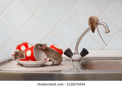 Three young rats (Rattus norvegicus) and red cups on sink in an apartment house on the background of the water faucet at kitchen. Fight with rodents in the apartment. Extermination.