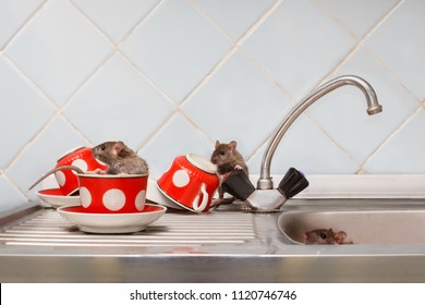 Three Young Rats (Rattus Norvegicus) At Kitchen. One Rat Sits In Red Cup. Fight With Rodents In The Apartment. Extermination.