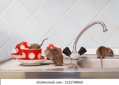 Three Young Rats (Rattus Norvegicus) At Kitchen. One Rat  Crawls Into Red Cup. Fight With Rodents In The Apartment. Extermination.