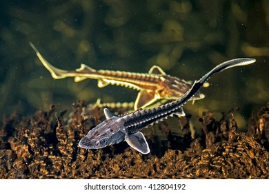 Three Young Russian Sturgeon In The Volga River Wildlife.