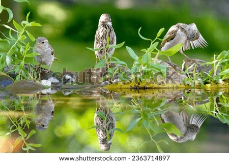 Three young sparrows on stones by the water of the bird water hole. Reflection on the water. Czechia.