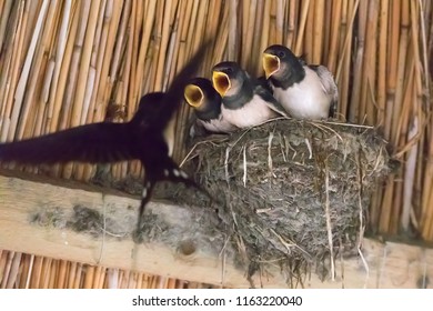 Three Young Swallows In The Nest Are Fed (Hirundinidae) 