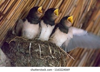 Three Young Swallows In The Nest, Open Beaks (Hirundinidae) 