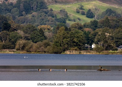 Three Young Women Wild Swimming In Grasmere Lake Alongside A Cormorant In The Lake District, Cumbria, UK On 21 September 2020