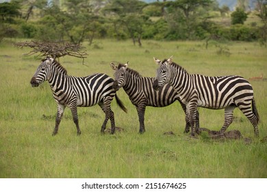 3,157 Three zebras Images, Stock Photos & Vectors | Shutterstock