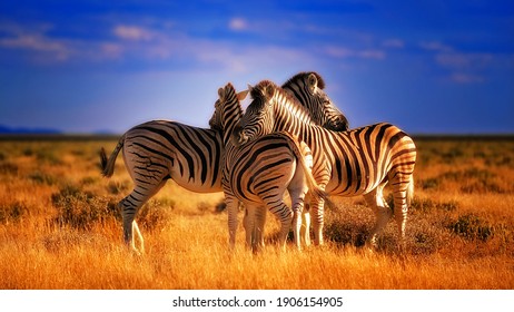 Three Zebras caught showing love 