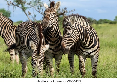 6,910 Stand out crowd animals Images, Stock Photos & Vectors | Shutterstock