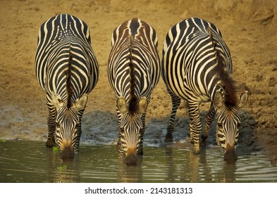 Three Zebras Drinking From The Source In Queen Elizabeth National Park, Uganda