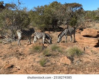 Three zebras graze on grass in the South African landscape. The scene is dotted with trees, rocks, and grass. The sky is a perfect cloudless blue.  - Powered by Shutterstock