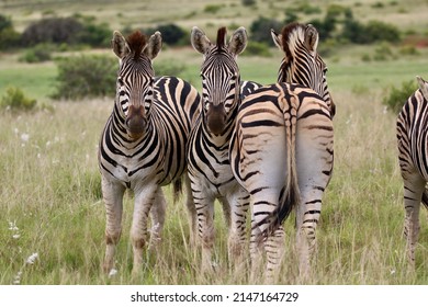 3,157 Three Zebras Images, Stock Photos & Vectors 