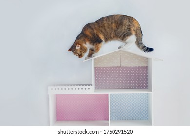 Three-color Beautiful Cute Cat Walks Through The Dollhouse Of A White House