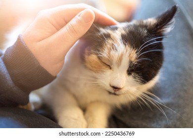 a three-color cat sits on his lap, a man strokes a cat with his hand, close-up, pets, love for animals. - Shutterstock ID 2250436769