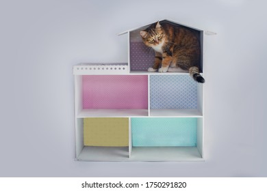 Three-colored Beautiful Cute Cat Sits In A Dollhouse And Looks With Big Eyes.