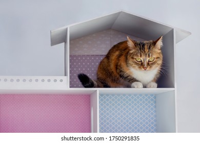 Three-colored Beautiful Cute Cat Sits In A Dollhouse And Looks With Big Eyes.