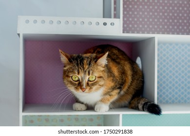 Three-colored Beautiful Cute Cat Sits In A Dollhouse And Looks With Big Eyes.