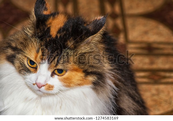Threecolored Cat Evil Muzzle Degeneration Cat Stock Photo Edit