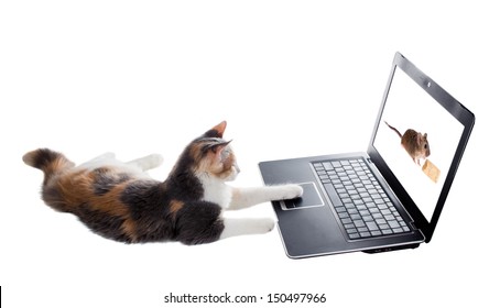 Three-colored kitten lying lazily around a laptop and plays the game with a mouse