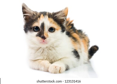 Three-colored Kitty