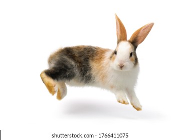 Three-colored Rabbit Baby Jumping And Playing Isolated On White Background,  With Cliping