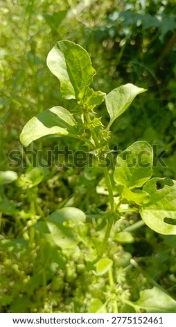 Three-corner jack (Rumex hypogaeus), also commonly known as devil's thorn or double gee. 