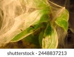 three-dimensional spiderweb of Burmese mustard tarantula (Chilobrachys andersoni)