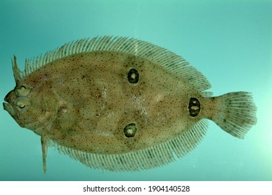 Three-eye Flounder ( Ancylopsetta Dilecta). Gulf Of Mexico.