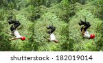 A three-frame sequence of a man swinging upside down on a rope through a lush green jungle canopy near Banos, Ecuador, a dynamic action shot of adventure amid vibrant foliage.