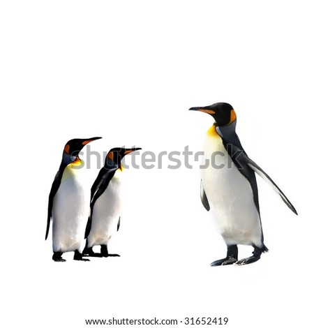 ThreeKing Penguins isolated on white background