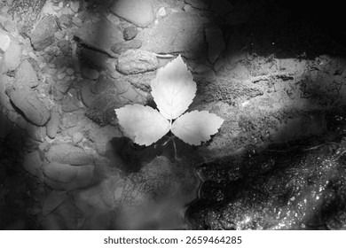 A three-leaf clover floating gently on water, highlighted by sunlit patterns and soft shadows.