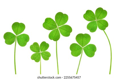 three-leaf and four-leaf clover in a row on a white isolated background - Shutterstock ID 2255675457