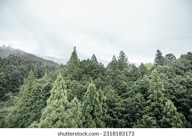 Three-leaf pine forest viewed from above