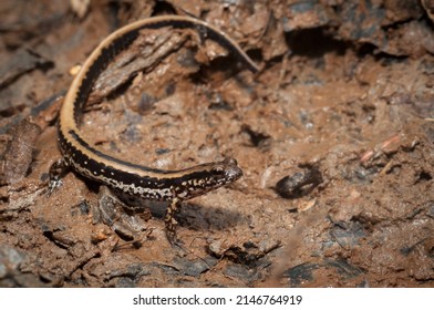 Three-lined Salamander Macro Field Guide Portrait