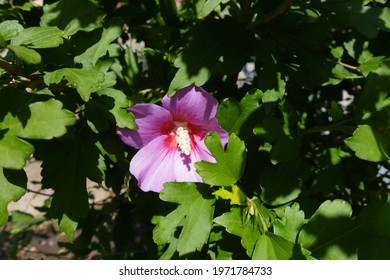 Three Lobed Leaves High Res Stock Images Shutterstock