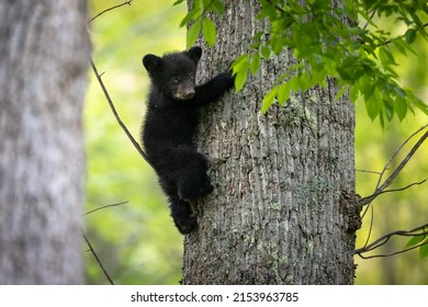 a three-month-old black bear cub climbs down a tree in Great Smoky Mountains National Park, Tennessee
