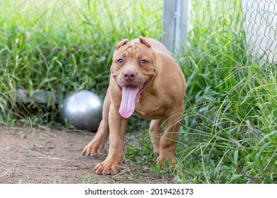 Three-month-old Pitbull Puppy A Big, Perfect Young Brown Pitbull. Stroll In A Large Cage With A Wide Lawn. In A Dog Farm In Thailand