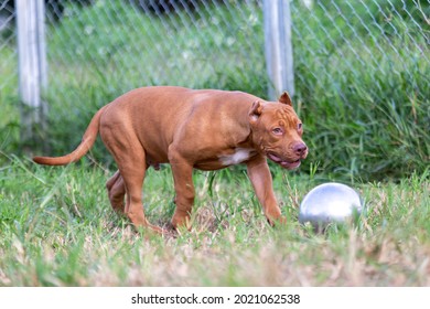 Three-month-old Pitbull Puppy A Big, Perfect Young Brown Pitbull. Stroll In A Large Cage With A Wide Lawn. In A Dog Farm In Thailand