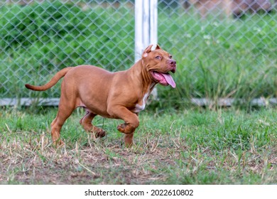 Three-month-old Pitbull Puppy A Big, Perfect Young Brown Pitbull. Stroll In A Large Cage With A Wide Lawn. In A Dog Farm In Thailand