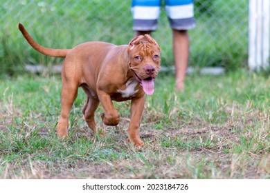 Three-month-old Pitbull Puppy A Big, Perfect Young Brown Pitbull. Stroll In A Large Cage With A Wide Lawn. In A Dog Farm In Thailand