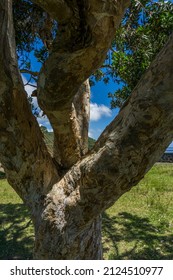 Three-pronged Tree In An Open Field