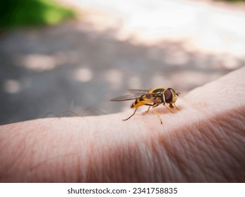 Three-quarter view of a Spring Hoverfly (Lat: Meliscaeva cinctella) on photographer's wrist against blurred natural background. Finding place: Bavaria 2022.