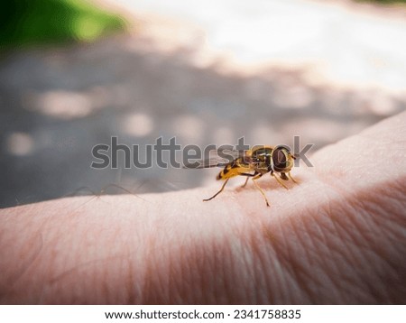 Three-quarter view of a Spring Hoverfly (Lat: Meliscaeva cinctella) on photographer's wrist against blurred natural background. Finding place: Bavaria 2022.