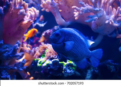 Threespot Dascyllus (domino Damsel) Fish Swimming On Pink Coral Reef Background