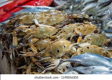 72 Three spot swimming crab Images, Stock Photos & Vectors | Shutterstock