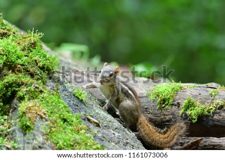 Similar – Image, Stock Photo snail family Nature Meadow