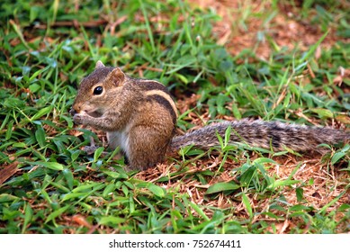 jungle palm squirrel