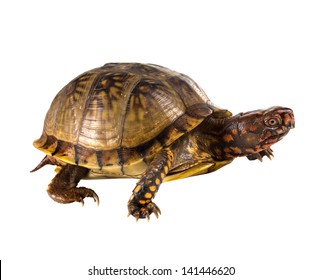 Turtle tail Images, Stock Photos & Vectors | Shutterstock