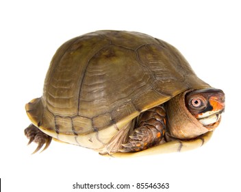 106 Three toed box turtle Images, Stock Photos & Vectors | Shutterstock