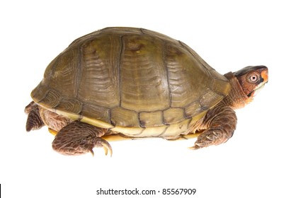 106 Three toed box turtle Images, Stock Photos & Vectors | Shutterstock