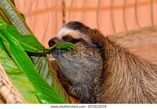 Threetoed Sloth Feeds On Lush Green Animalswildlife