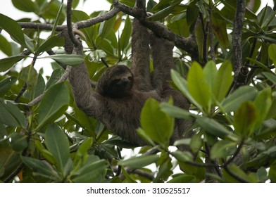 Three-toed Sloth, Panama